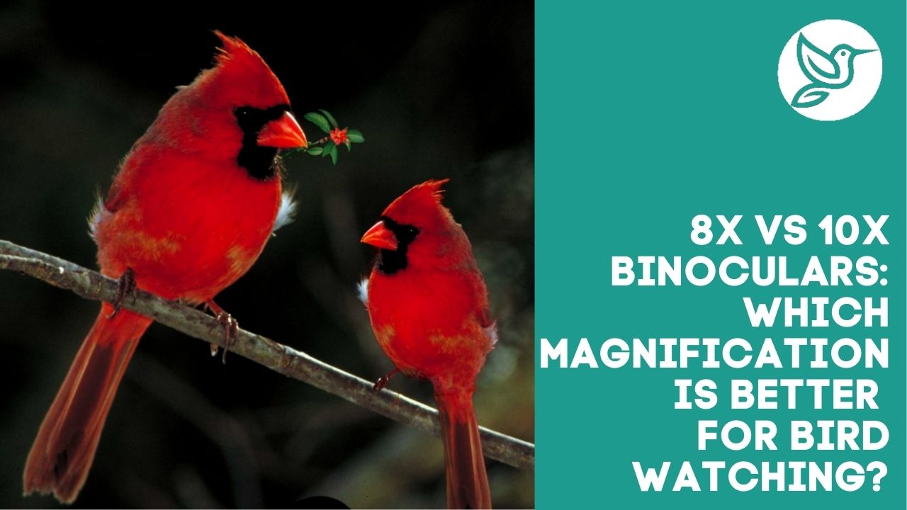 8x vs 10x binoculars which magnification is better for bird watching?