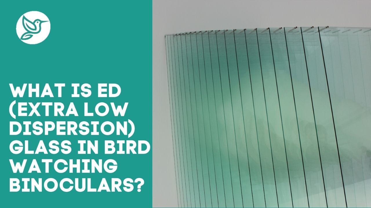 What is ED (extra low dispersion) glass in bird watching binoculars?
