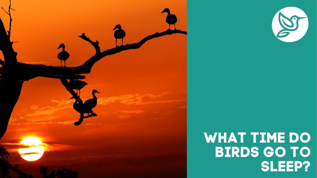 What time do birds go to sleep?