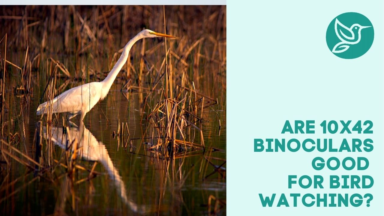 Are 10x42 binoculars good for bird watching?