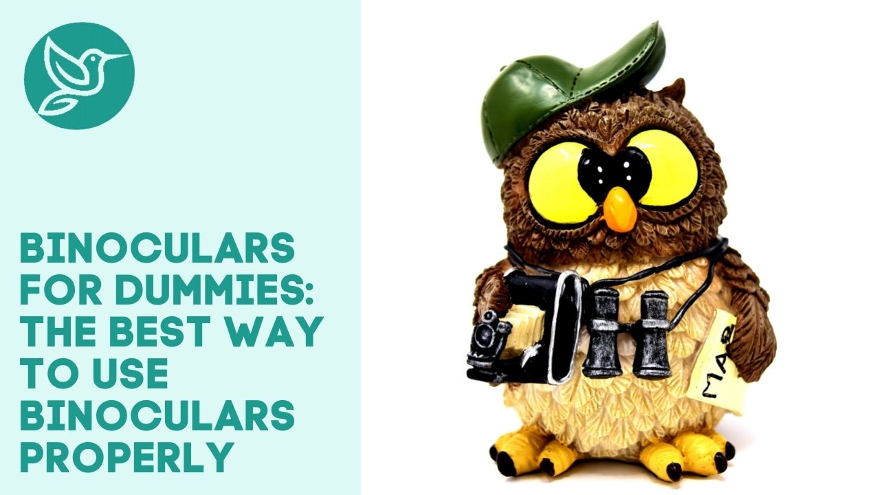 Binoculars for dummies the best way to use binoculars properly