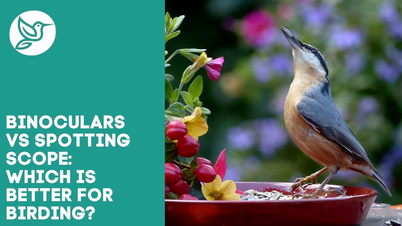 Binoculars vs spotting scope which is better for birding?