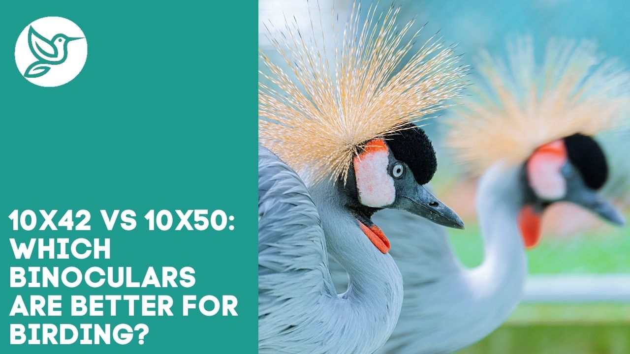 10x42 vs 10x50 which binoculars are better for birding?