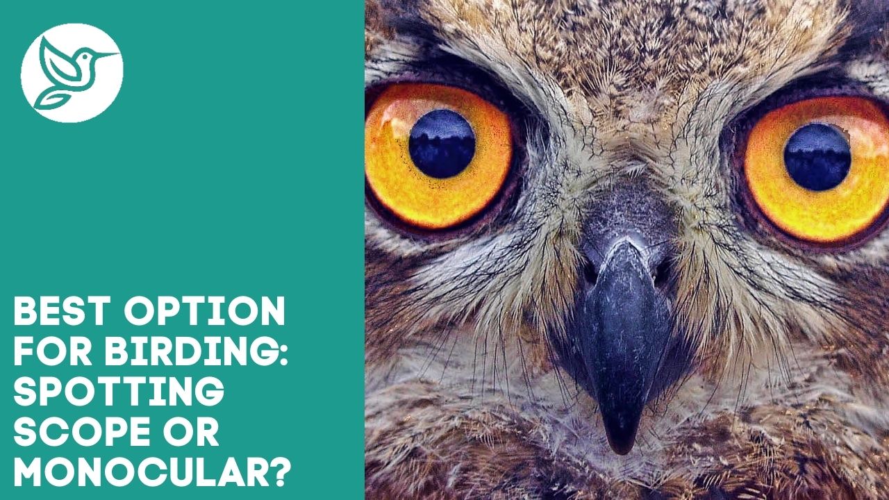 Best option for birding spotting scope or monocular?