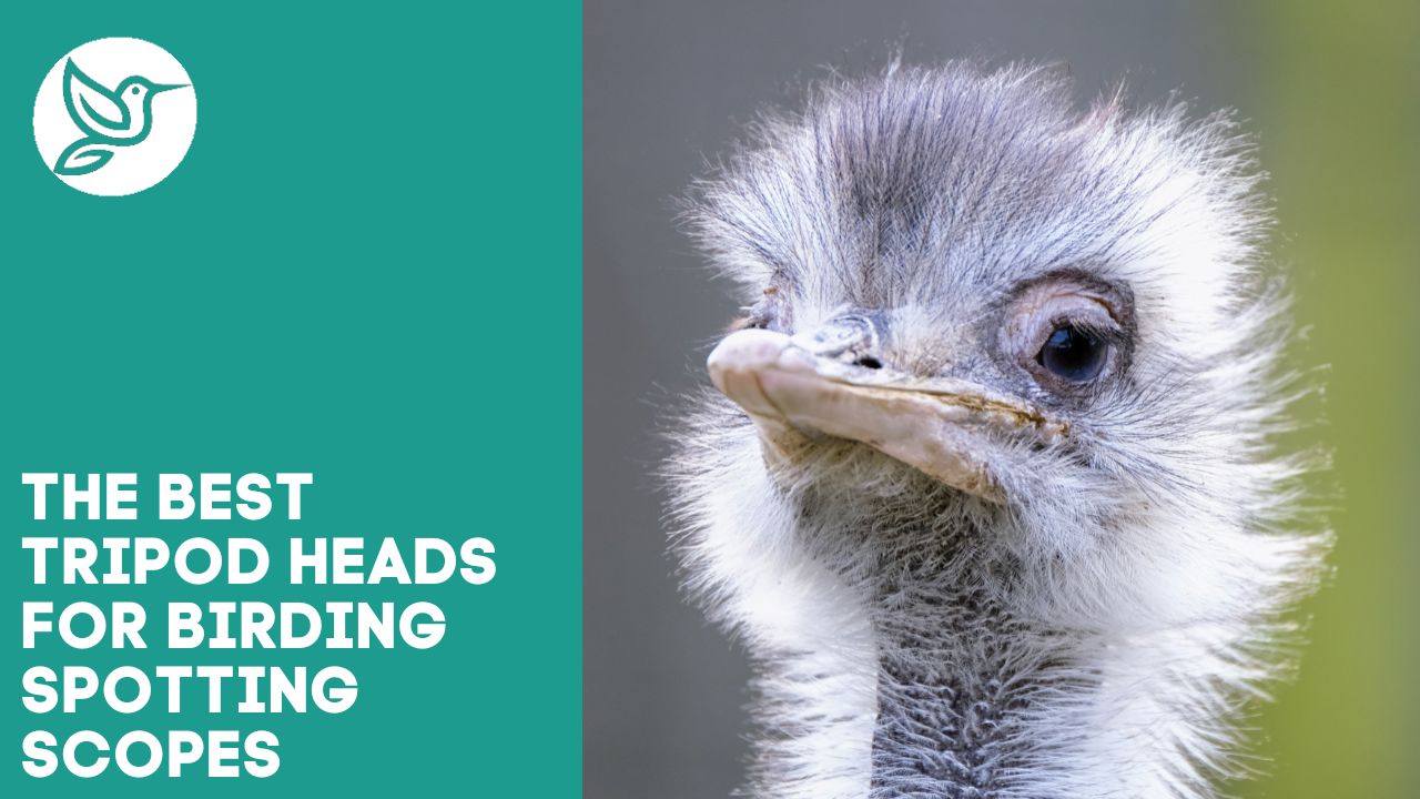 The best tripod heads for birding spotting scopes