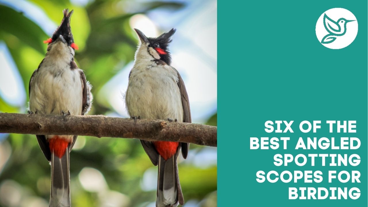 Six of the best angled spotting scopes for birding