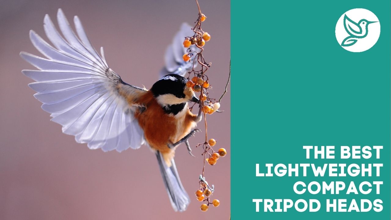Best lightweight compact tripod heads for birding spotting scopes