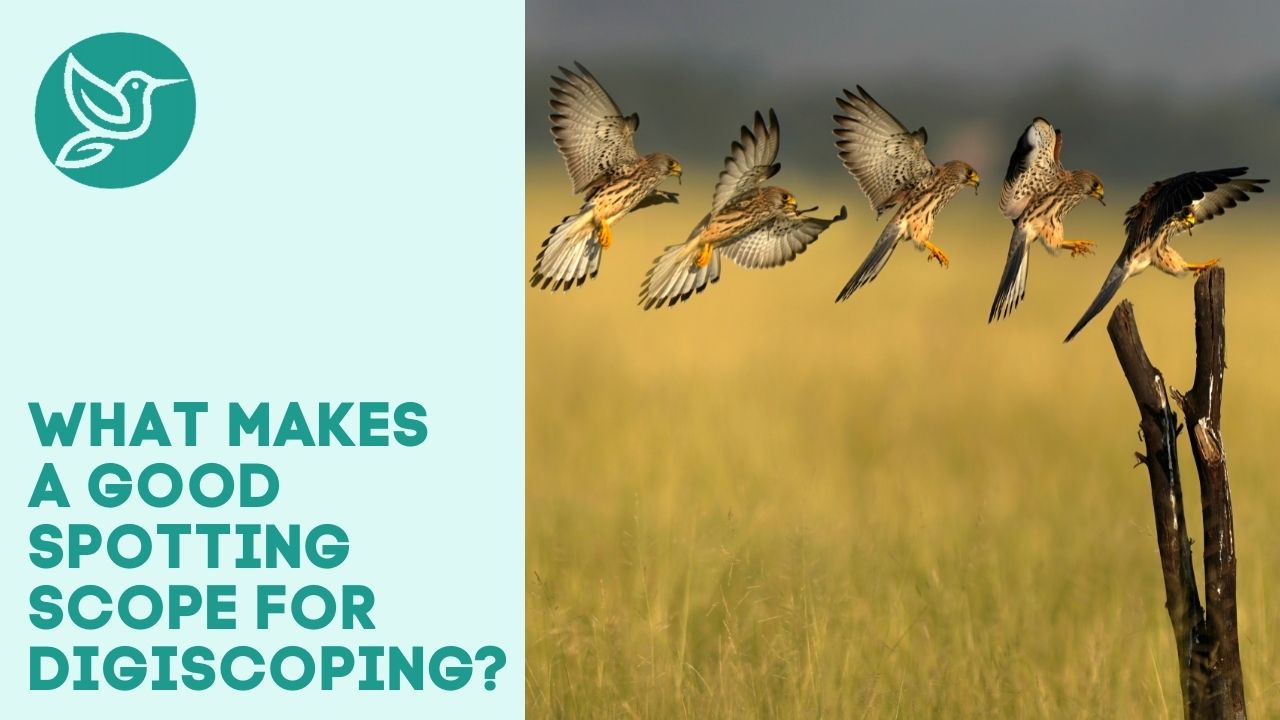 What makes a good spotting scope for digiscoping? (3 top picks)