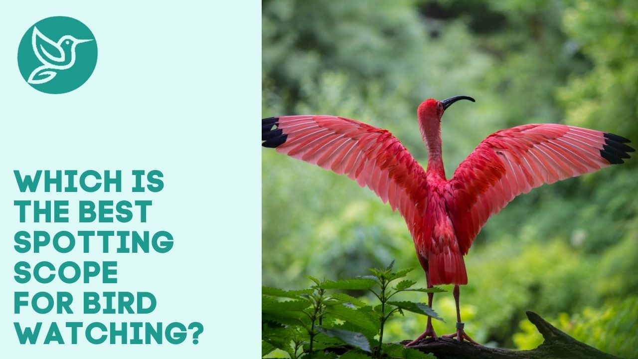 Which is the best spotting scope for bird watching?