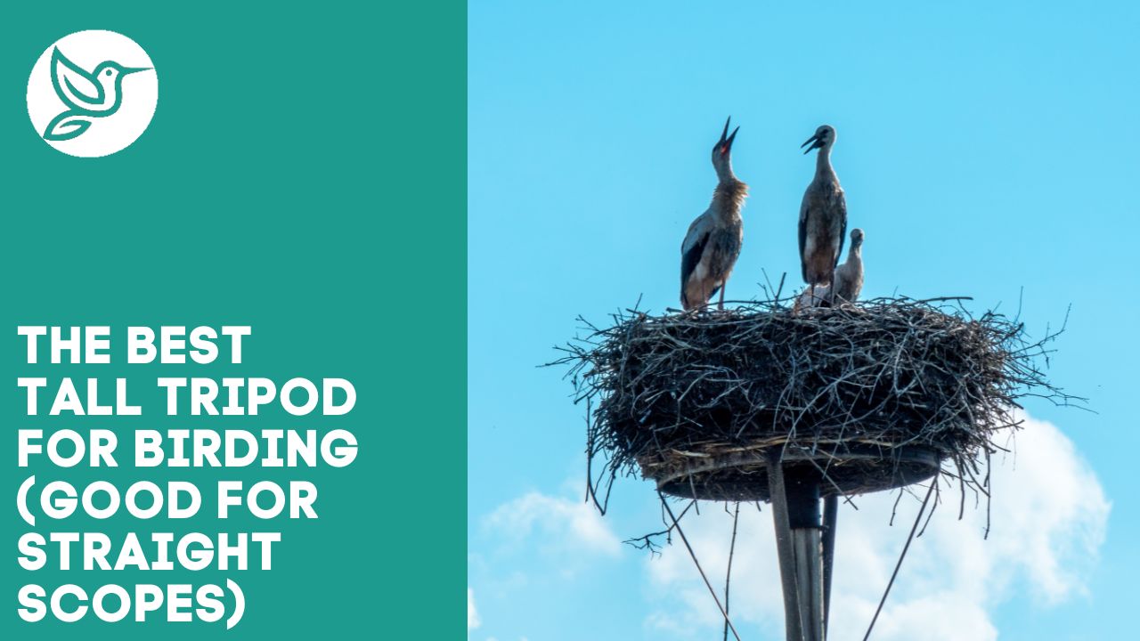 The best tall tripod for birding (good for straight scopes)