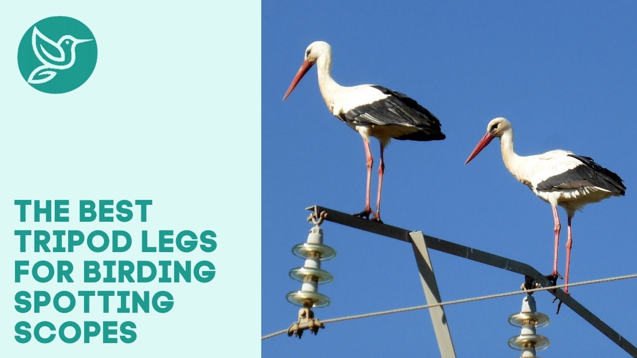The best tripod legs for birding spotting scopes