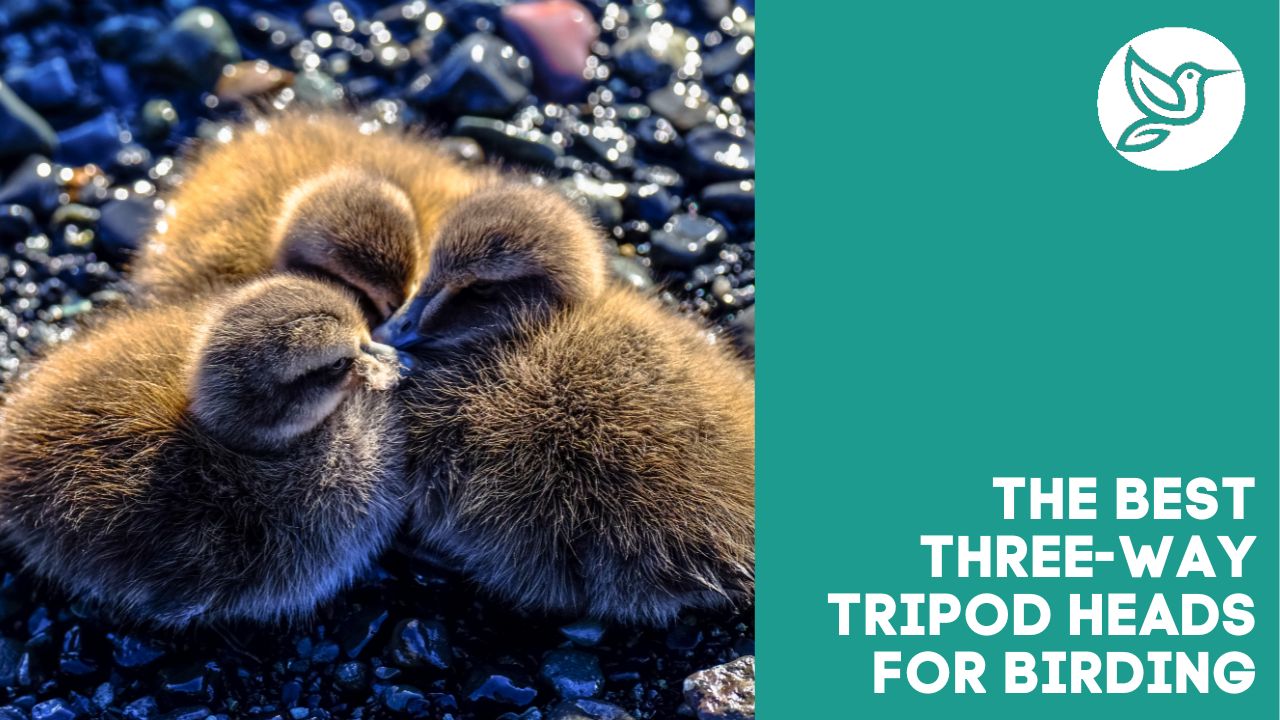 The best threeway tripod heads for birding spotting scopes