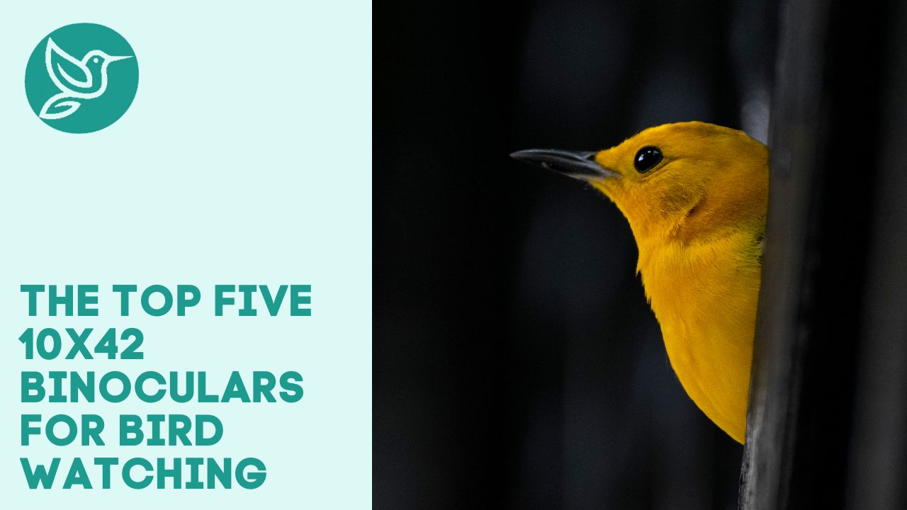 Top five 10x42 binoculars for bird watching