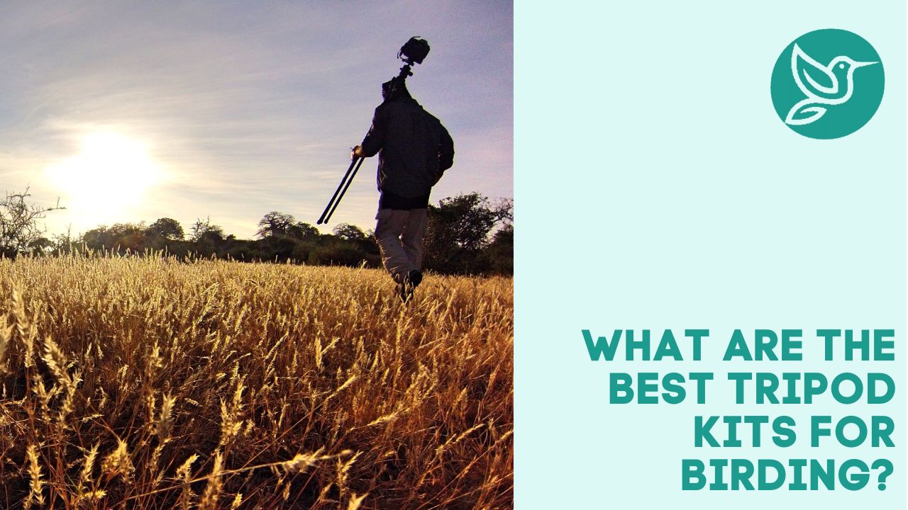 What are the best tripod kits for birding spotting scopes?