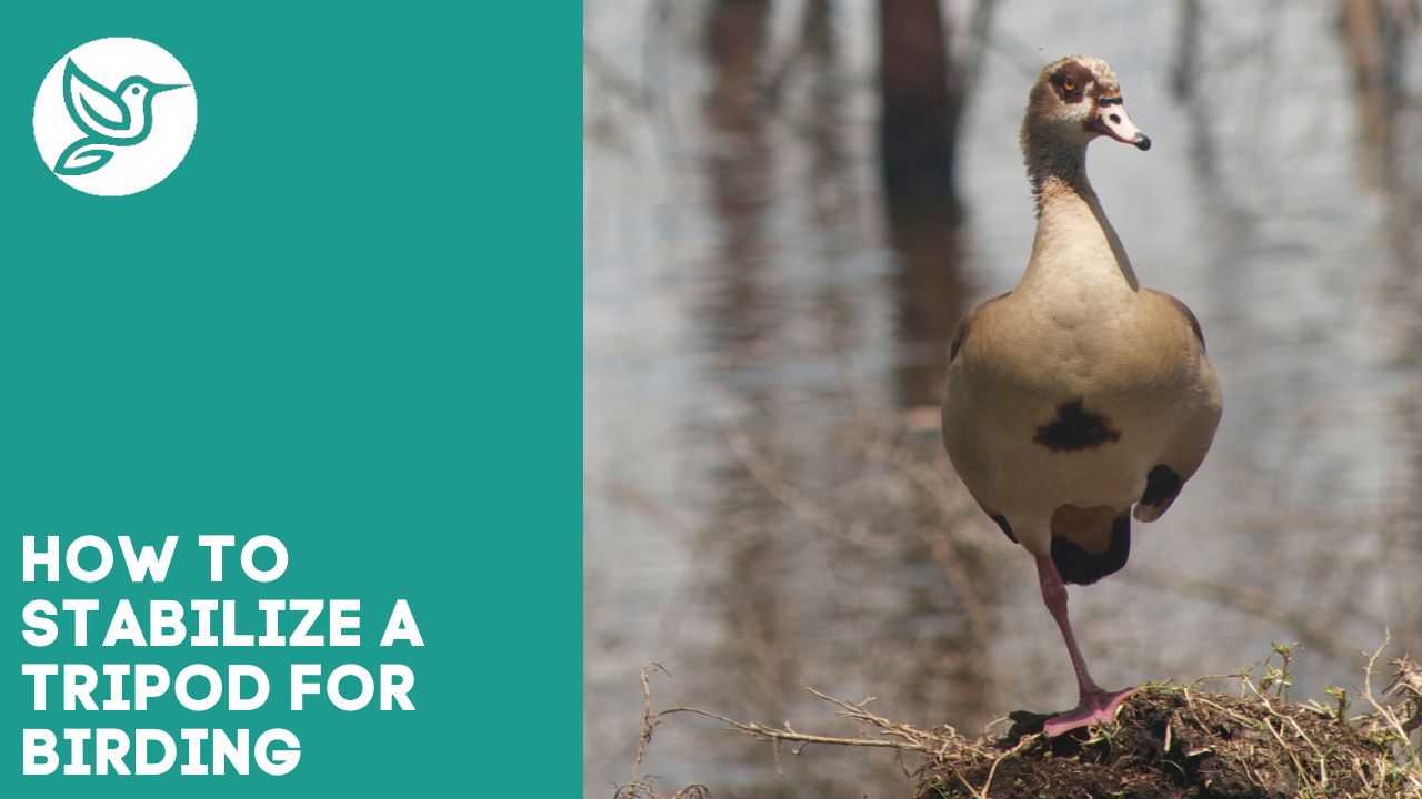How to stabilize a tripod for birding