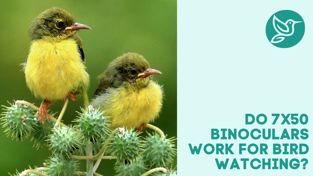 do-7x50-binoculars-work-for-bird-watching