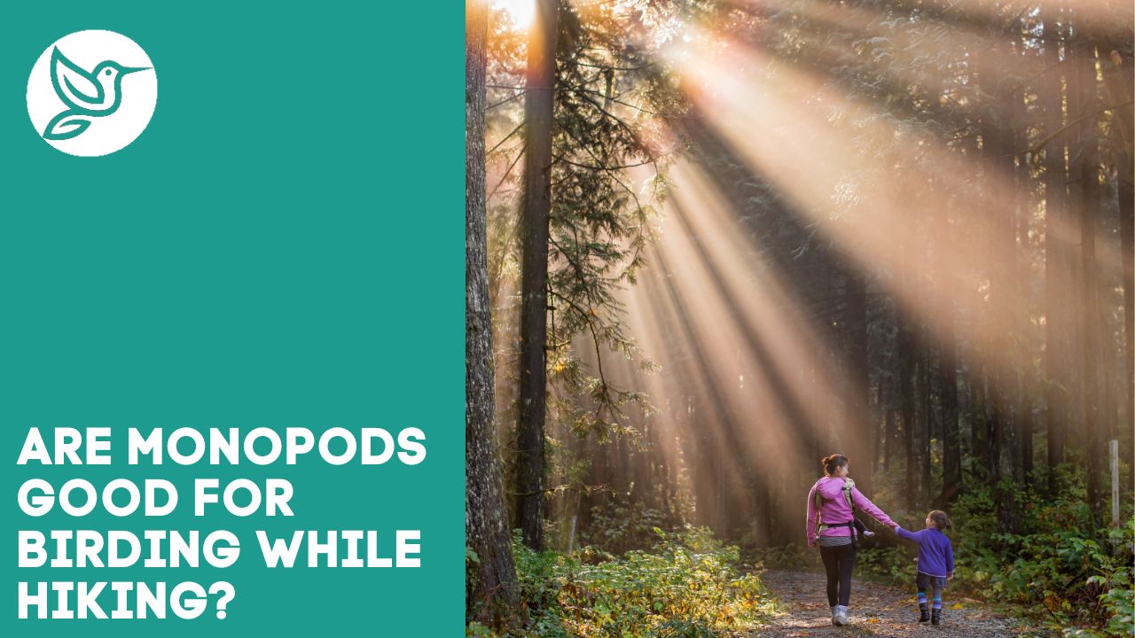Are monopods good for birding while hiking?