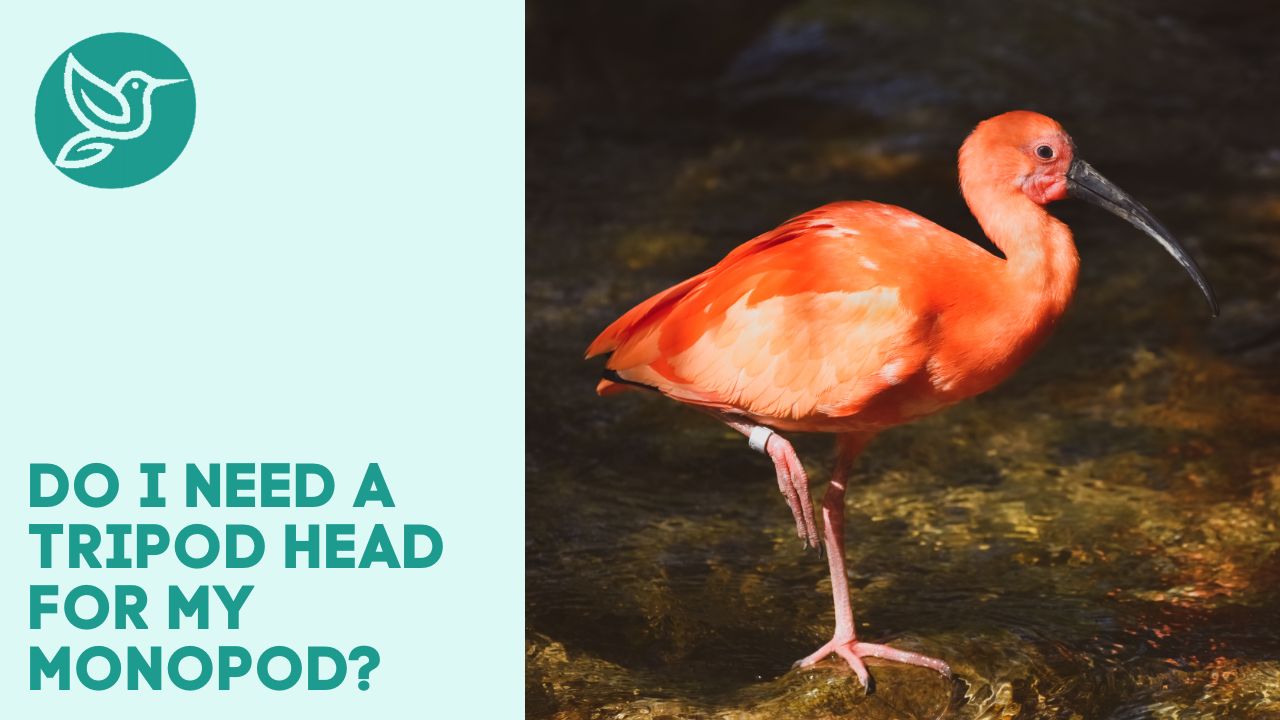 Do I need a tripod head for my monopod?