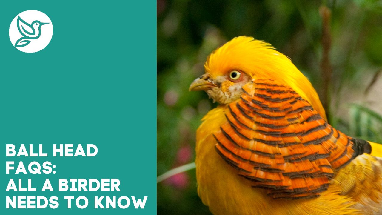 Ball head FAQs all you need to know