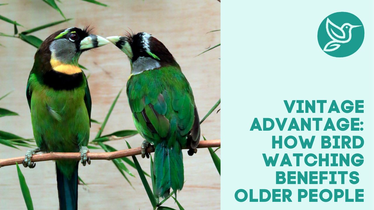 Vintage advantage how bird watching benefits older people