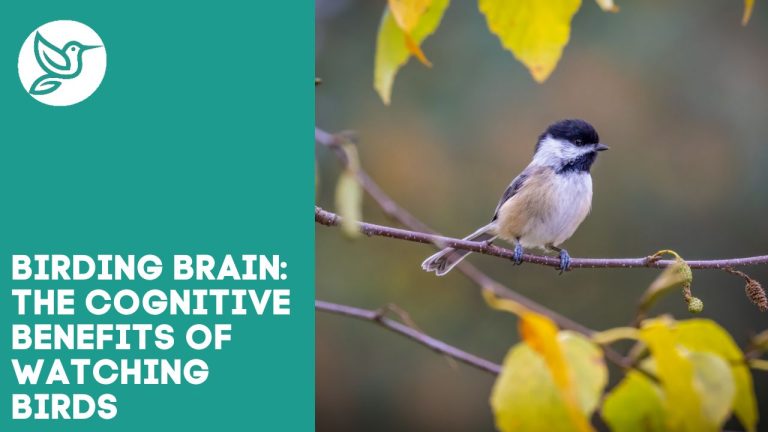 Benefits of birdwatching