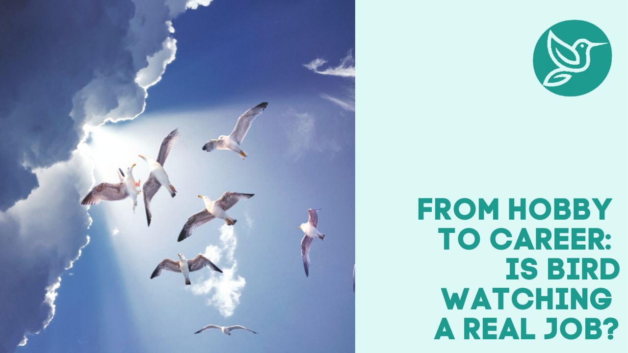 From hobby to career is bird watching a real job?